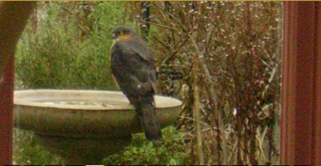 Thorpe Green House Vegetarian Bed & Breakfast Robin Hood's Bay Bagian luar foto